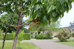 Avonlea Cottages